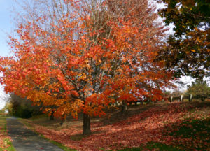 Moses and the Burning Bush